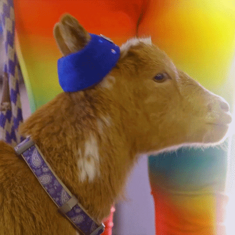 goat